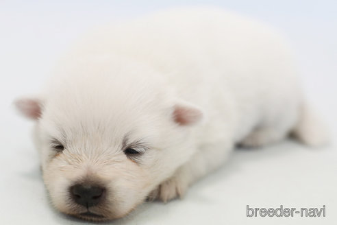 成約済の神奈川県の日本スピッツ-341166